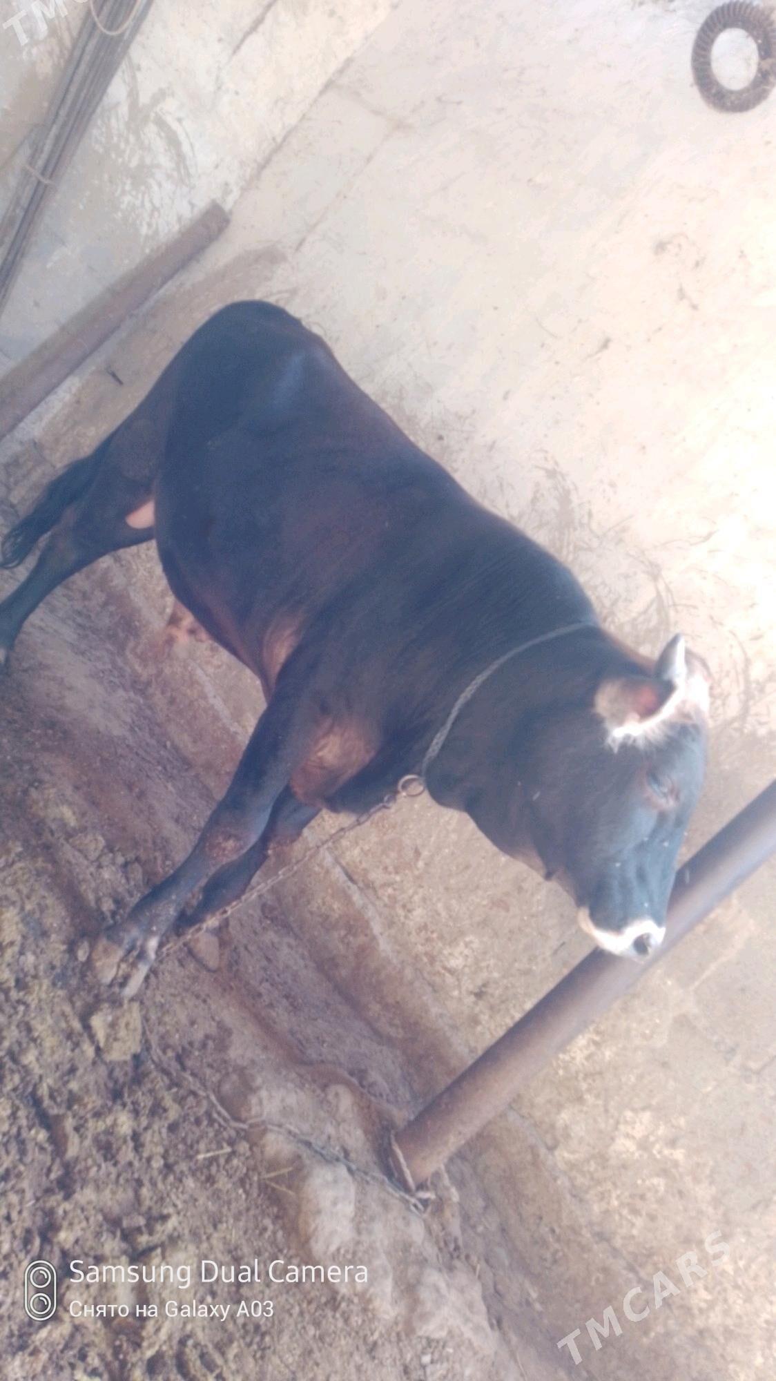 bakılan okuz - Бахарден - img 2