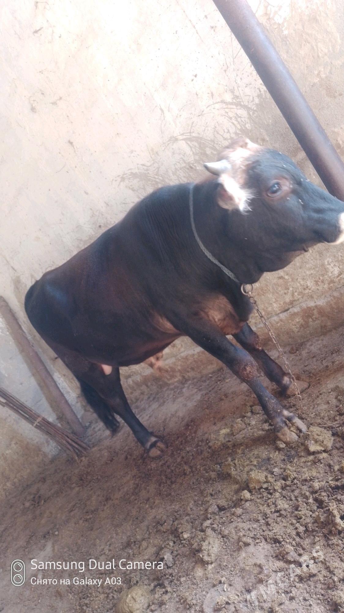 bakılan okuz - Бахарден - img 1