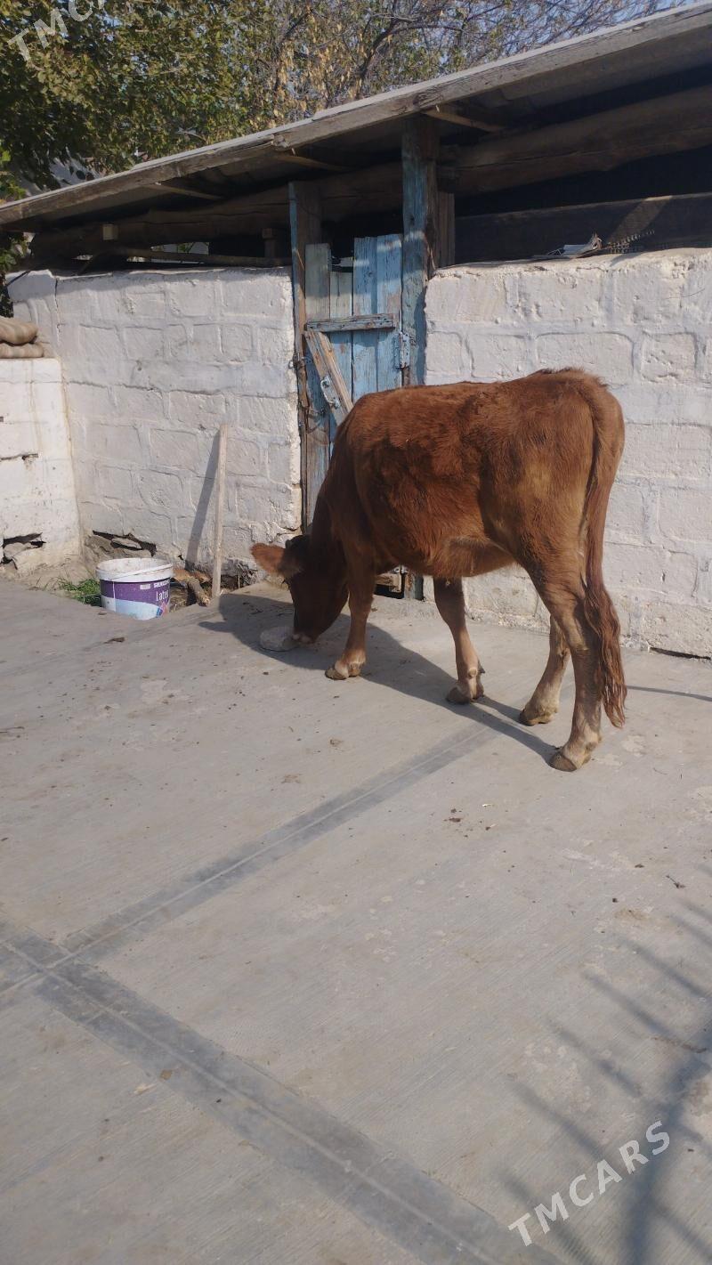 tuwe - Гызыларбат - img 3