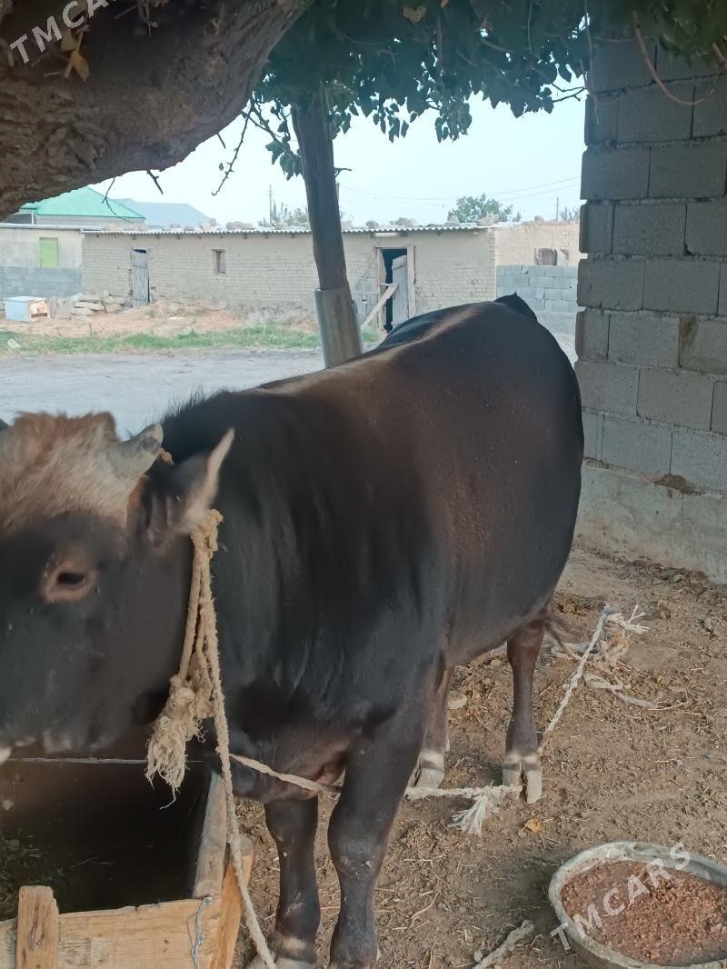 Satlyk Öküz - Бахарден - img 3