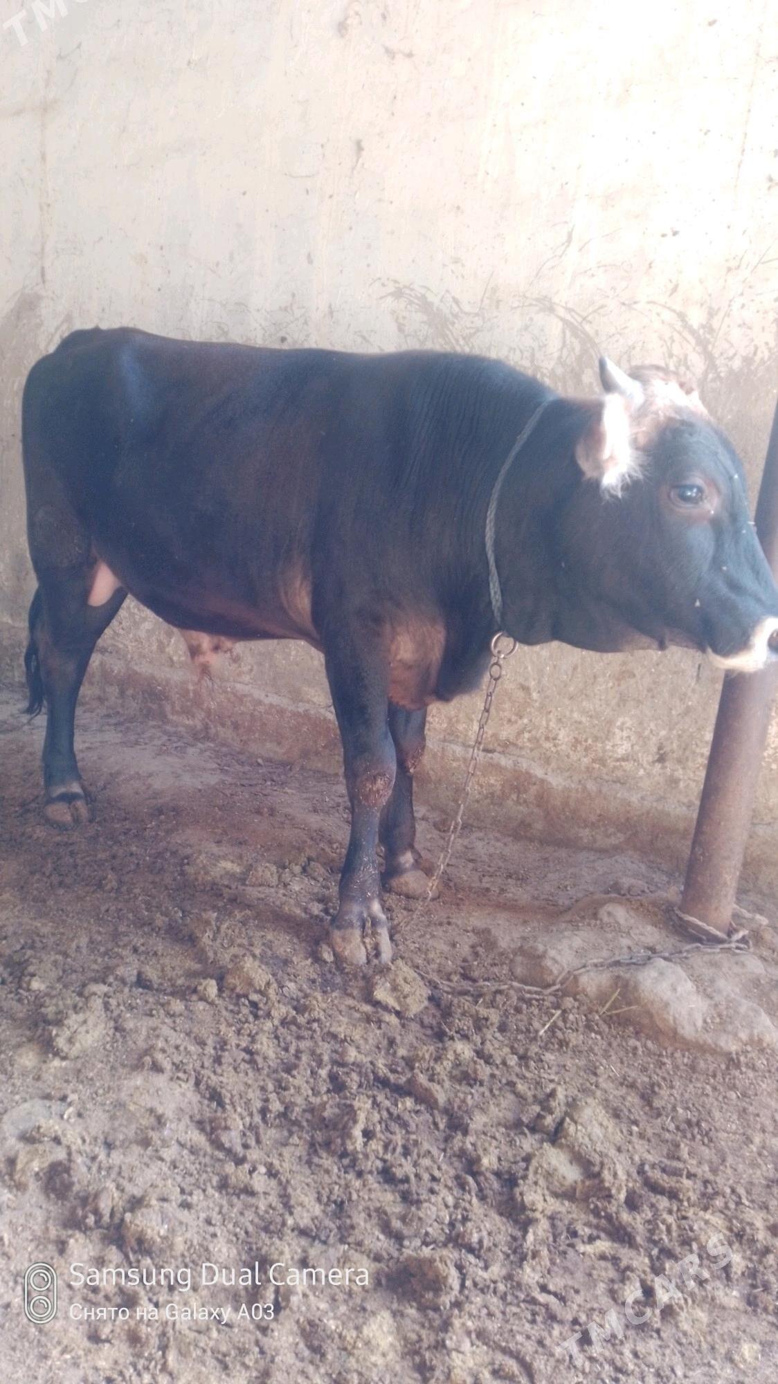 bakılan okuz - Бахарден - img 3