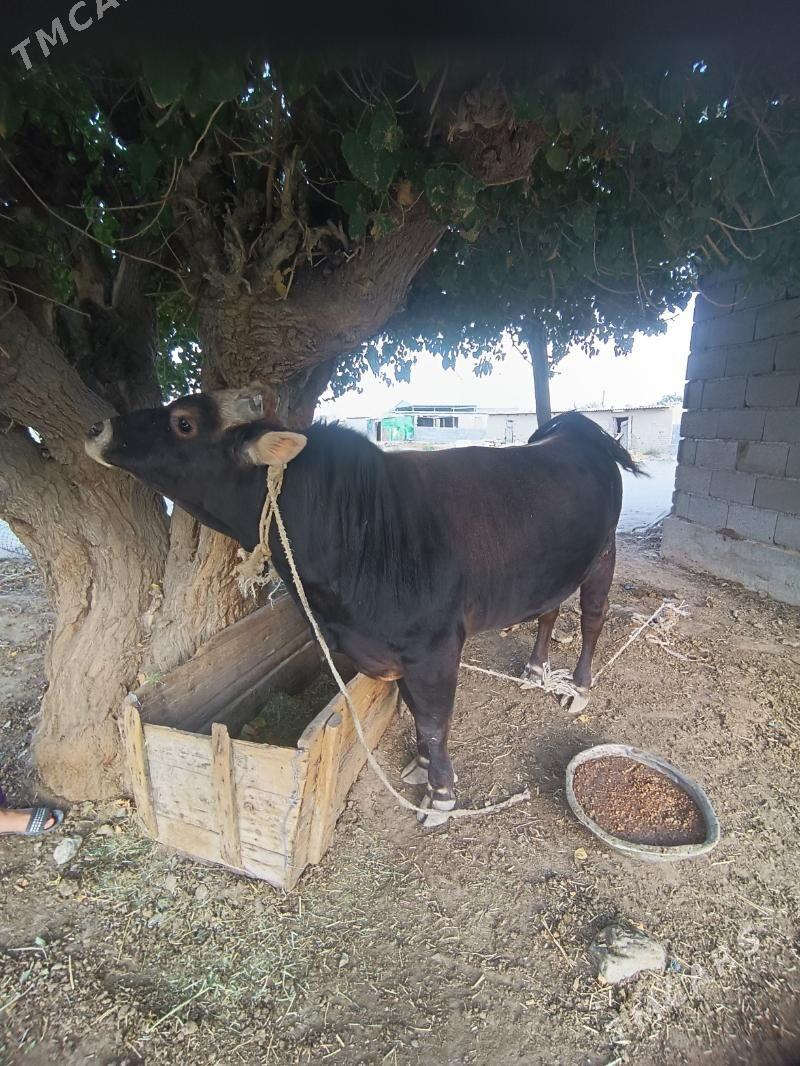 Satlyk Öküz - Бахарден - img 2