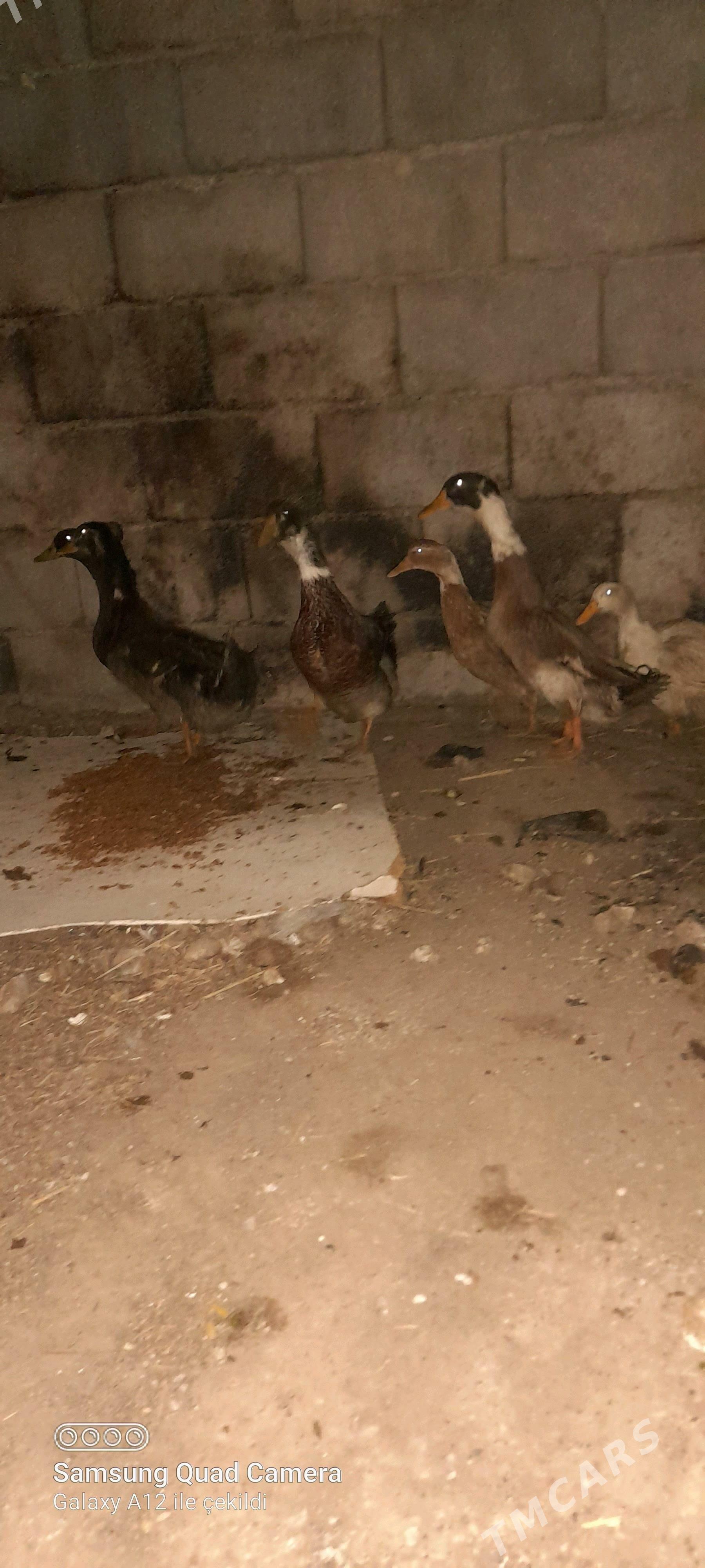 ördek ýaşylbaş - Бузмеин - img 2