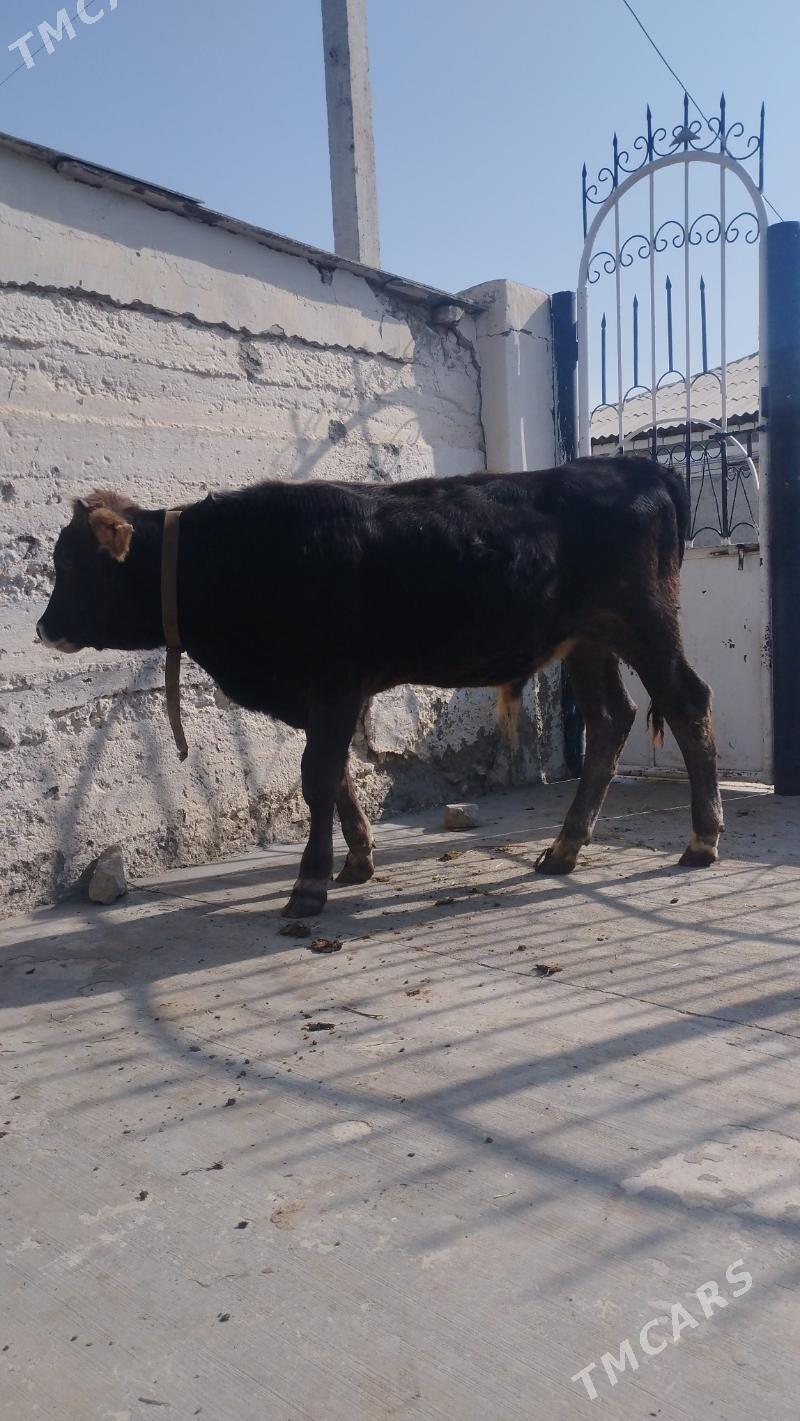 okuz - Gyzylarbat - img 2