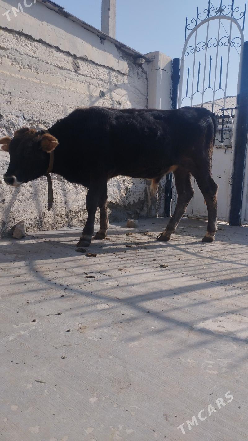 okuz - Gyzylarbat - img 1