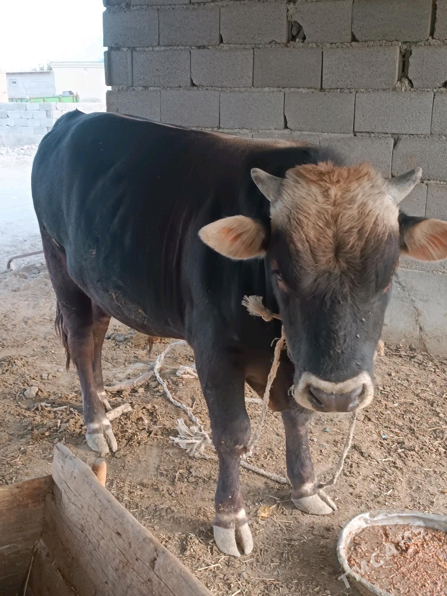 Satlyk Öküz - Бахарден - img 4