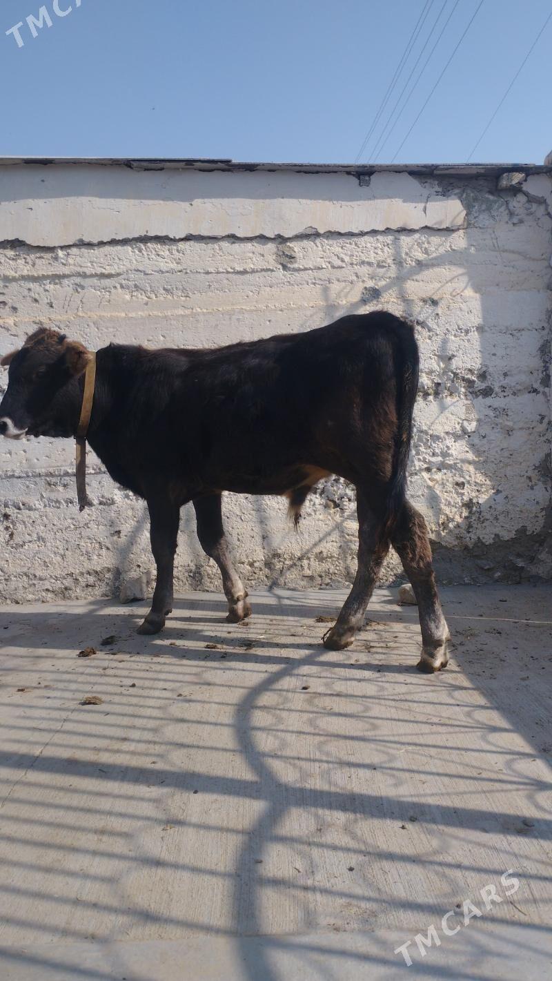 okuz - Gyzylarbat - img 3