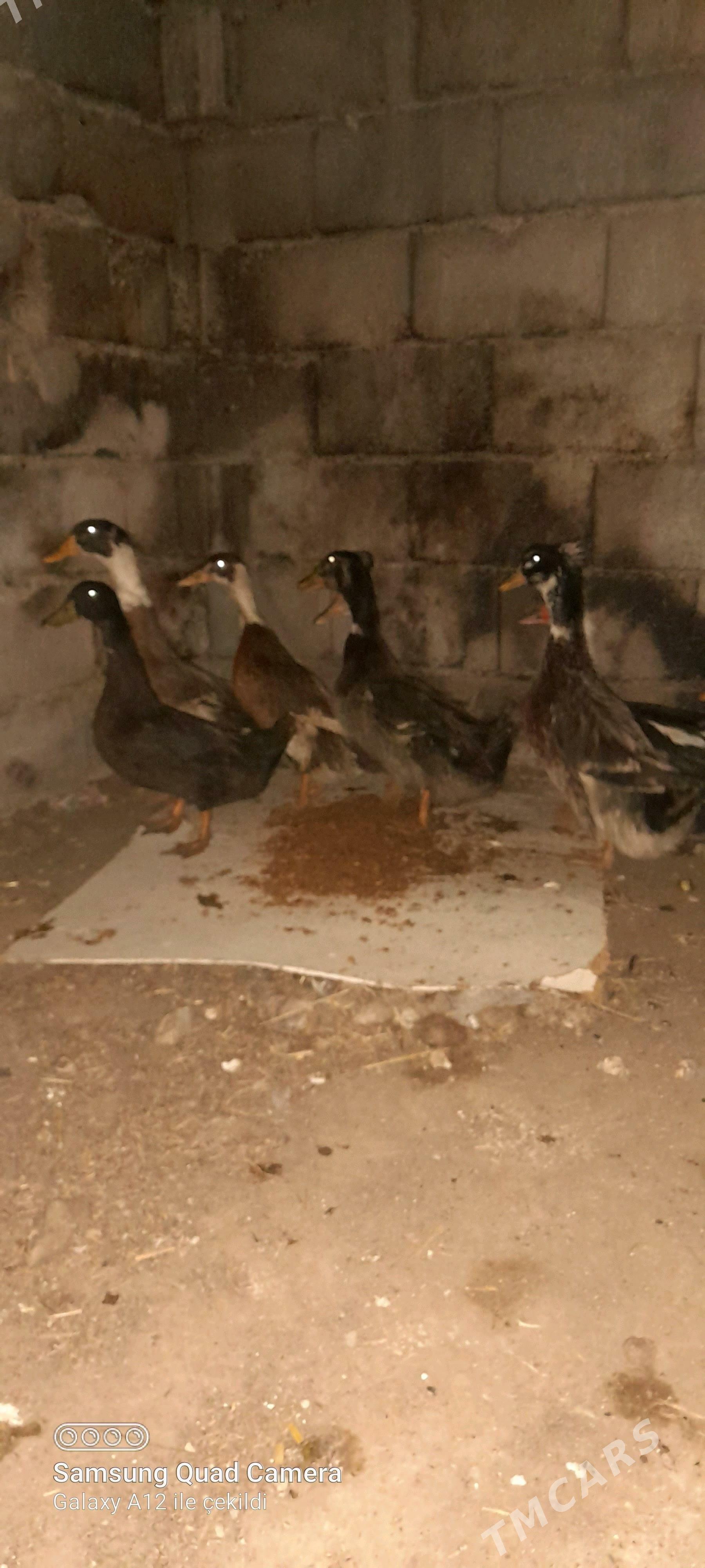 ördek ýaşylbaş - Бузмеин - img 1