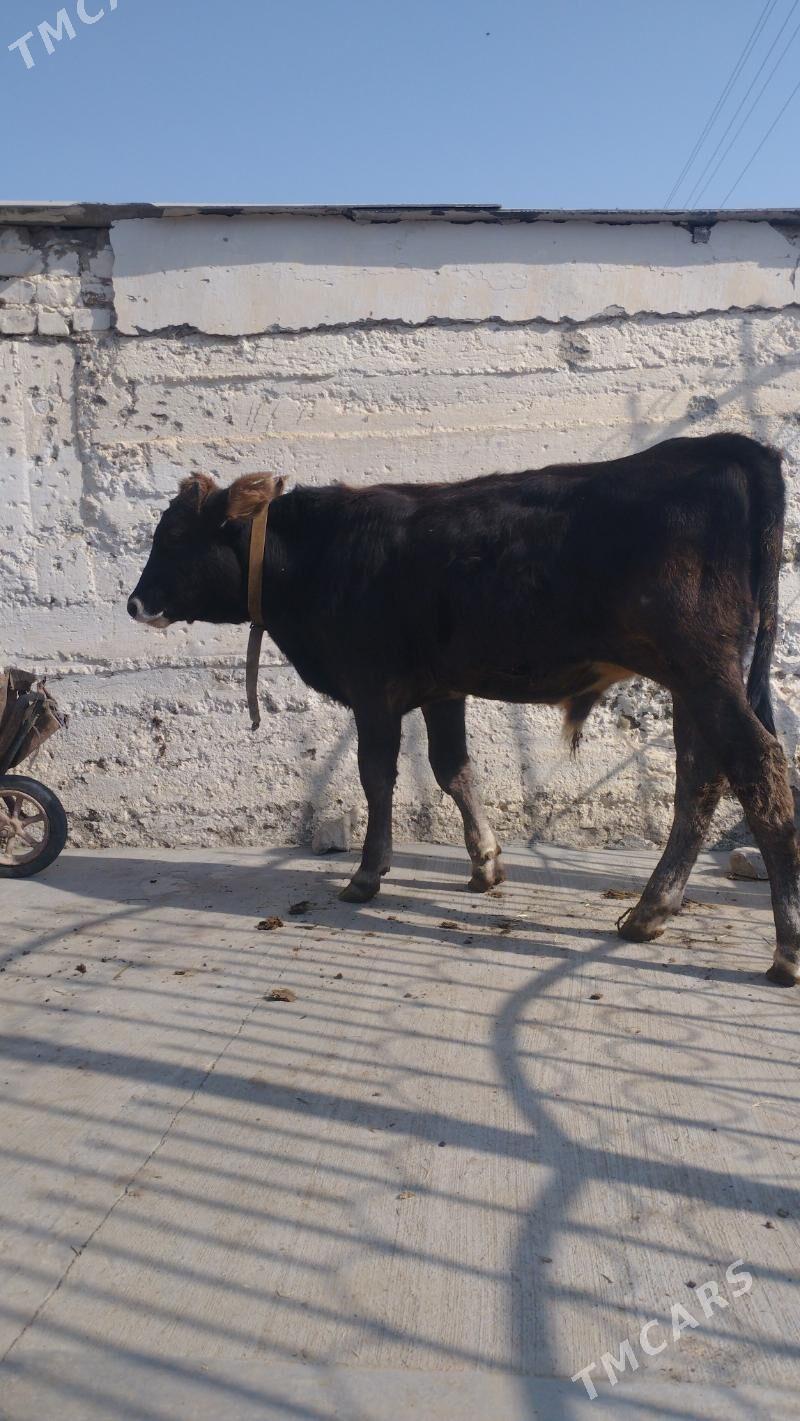 okuz - Gyzylarbat - img 4