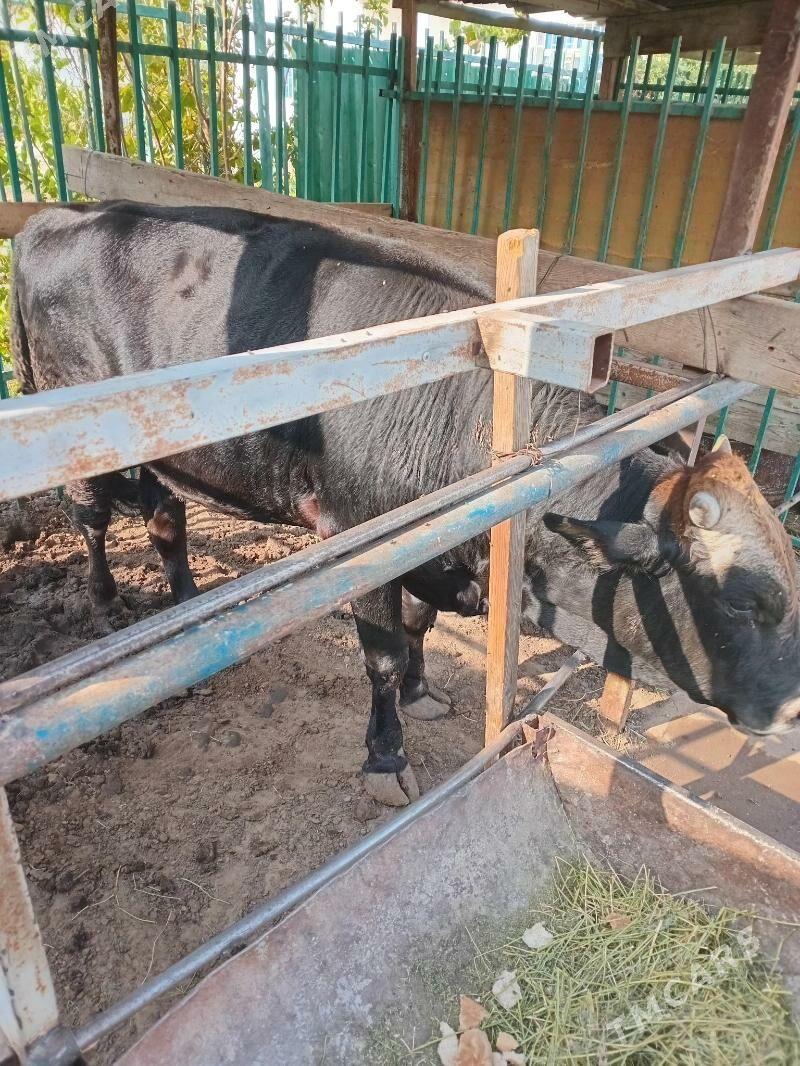 okuz - Aşgabat - img 4