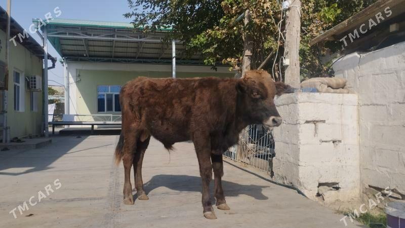 okuz - Гызыларбат - img 2