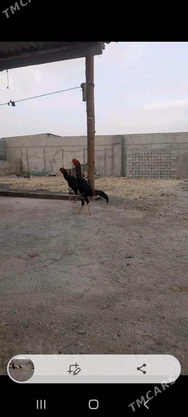 taşkent - Büzmeýin - img 2