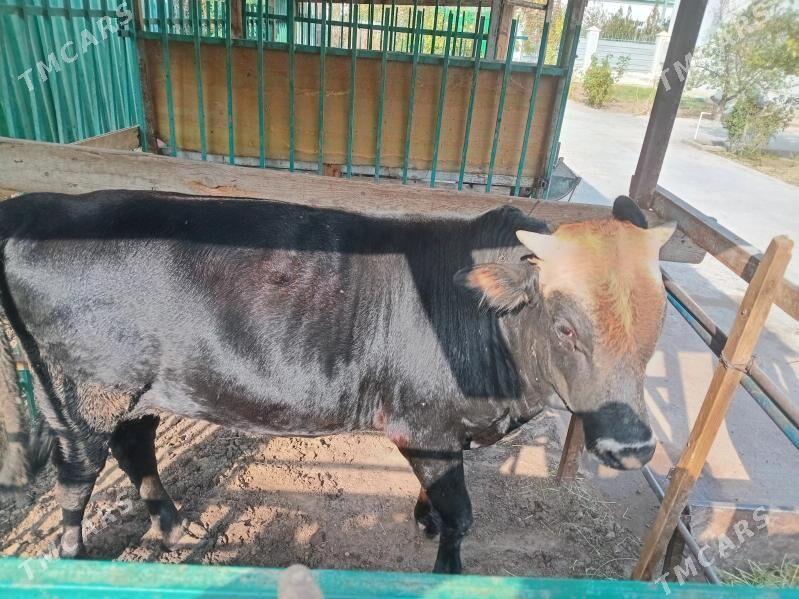 okuz - Aşgabat - img 3