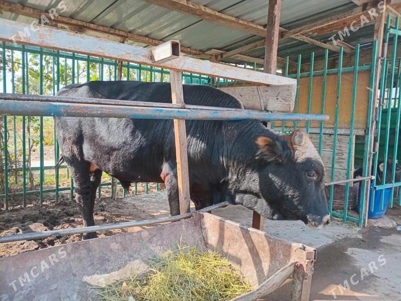 okuz - Aşgabat - img 2