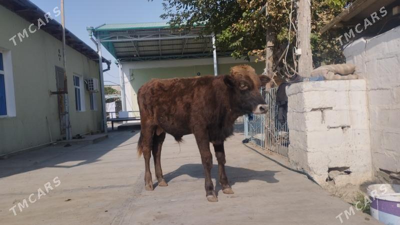 okuz - Гызыларбат - img 1