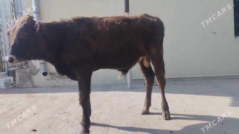 okuz - Гызыларбат - img 4