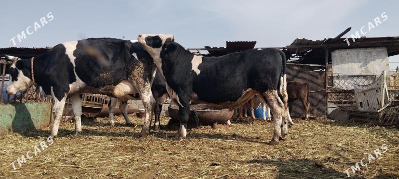 Okuz - Änew - img 2