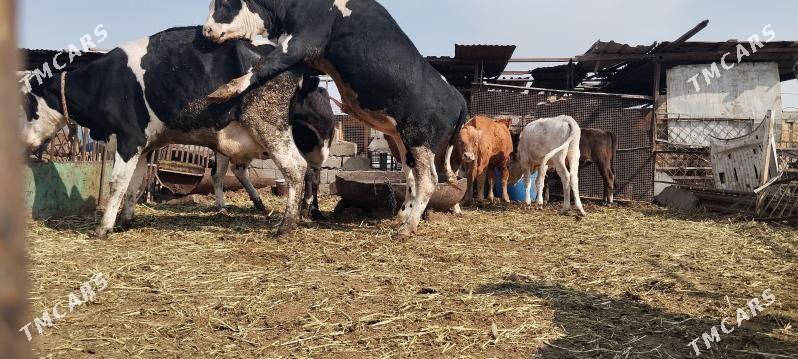 Okuz - Änew - img 3