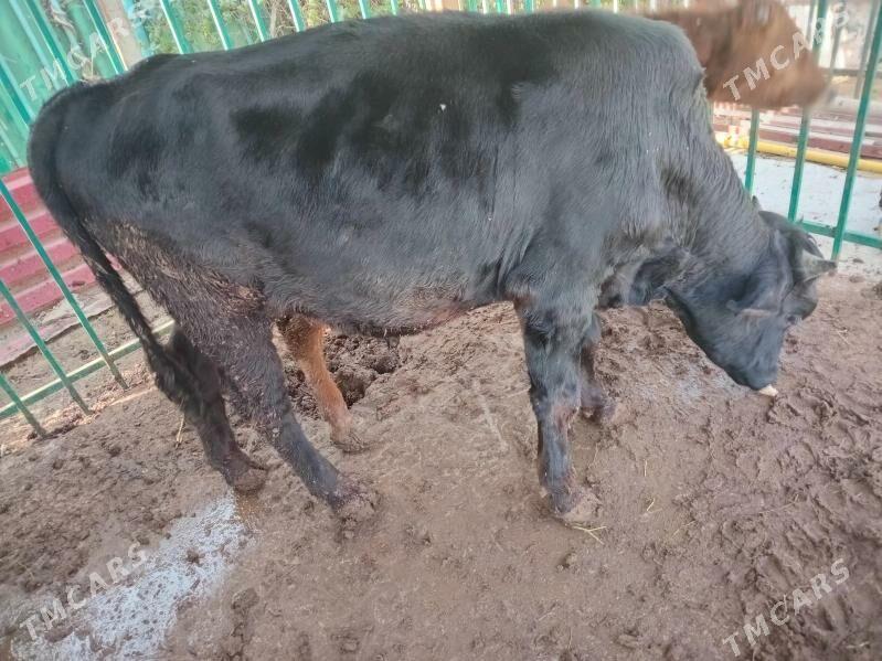 okuz - Aşgabat - img 3