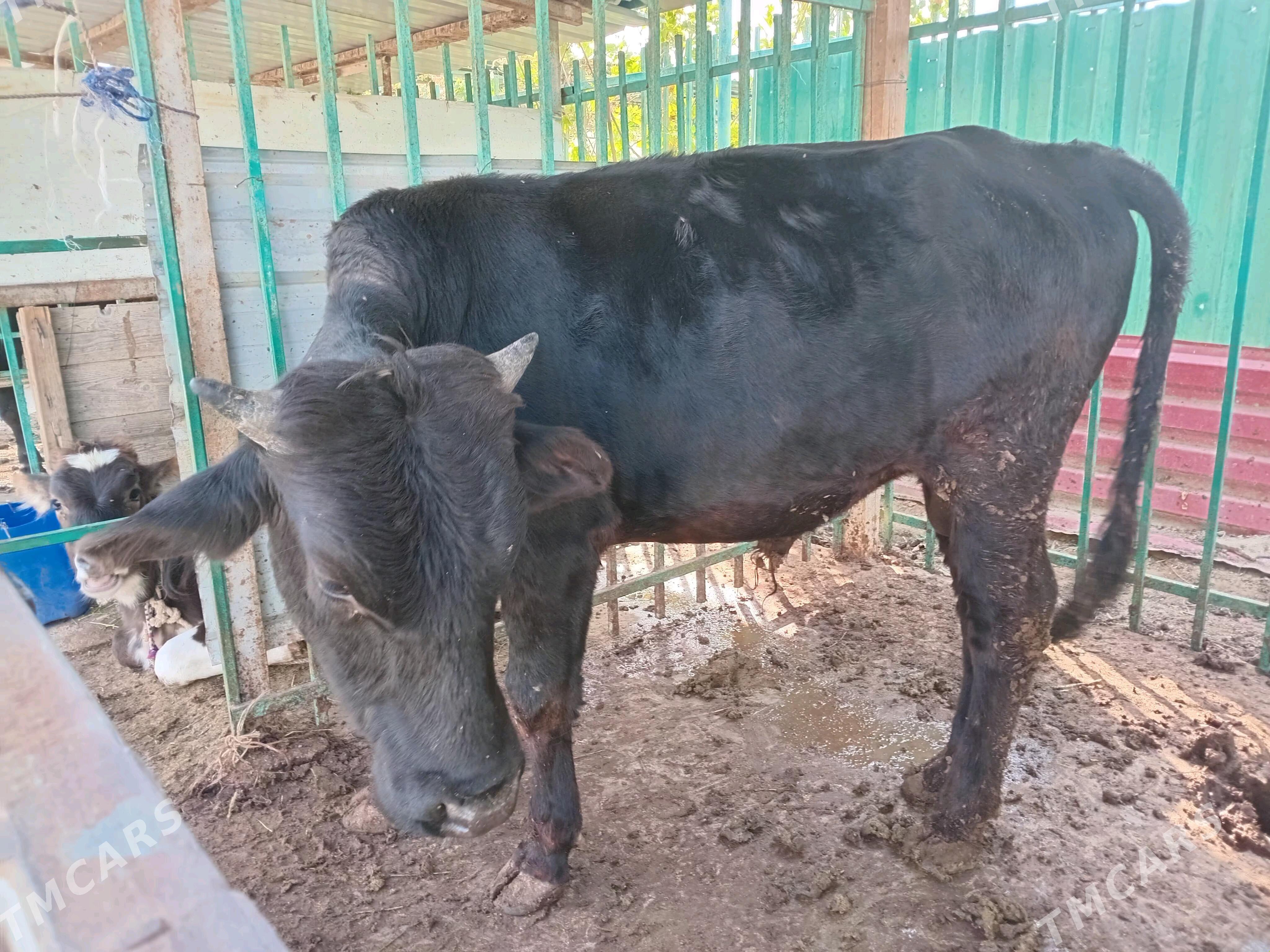 okuz - Aşgabat - img 2