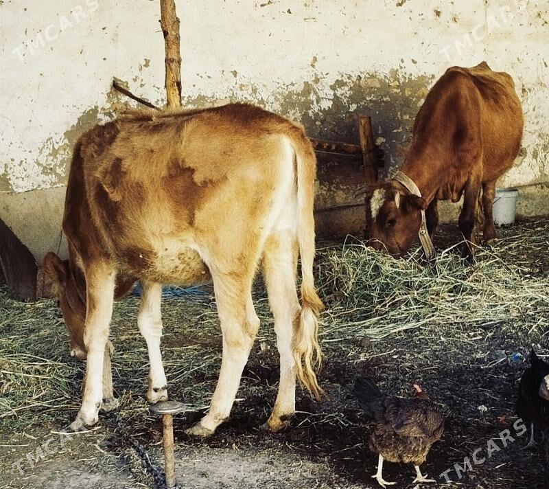 uly  sygyr - Мары - img 4