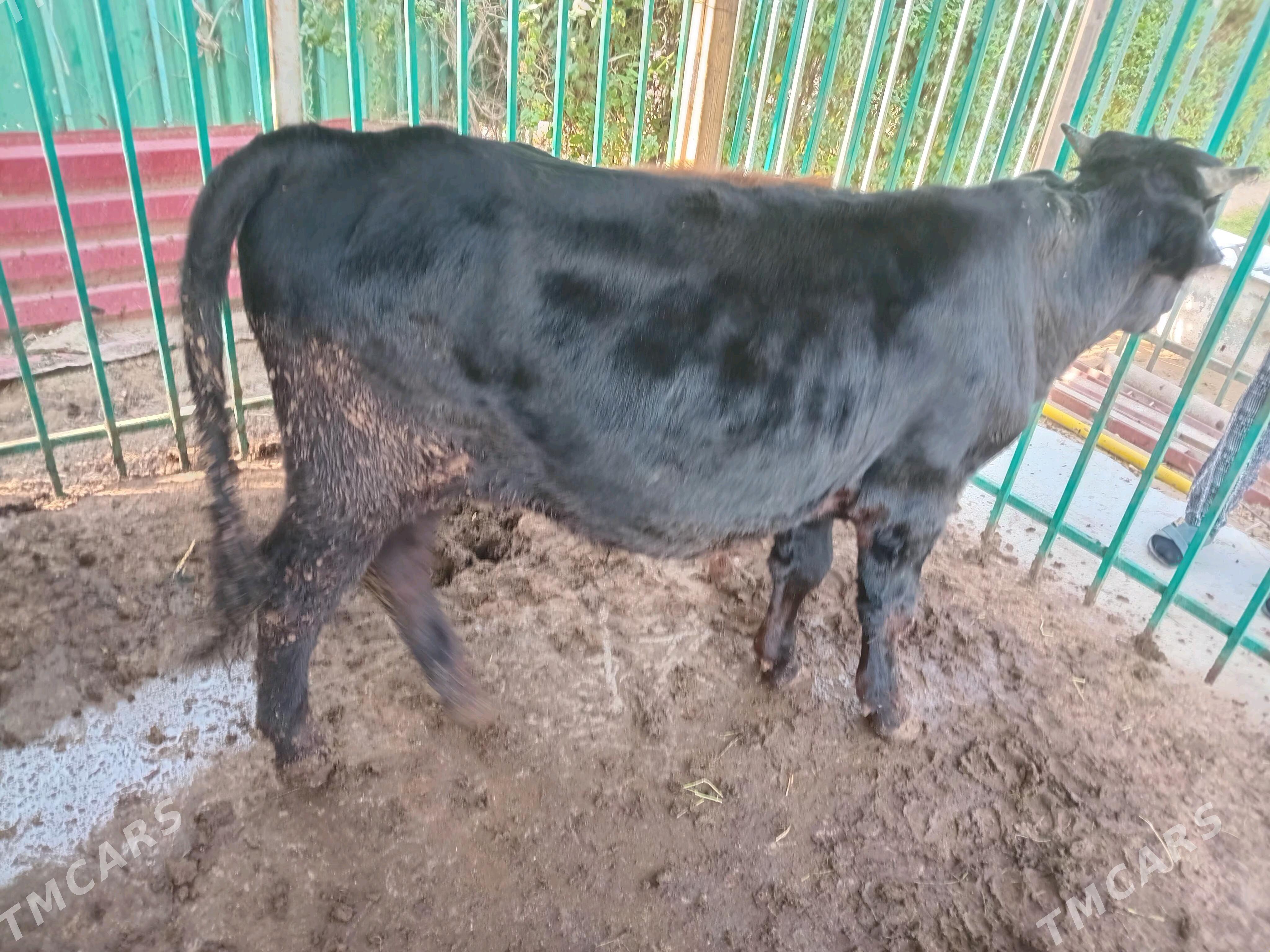 okuz - Aşgabat - img 4