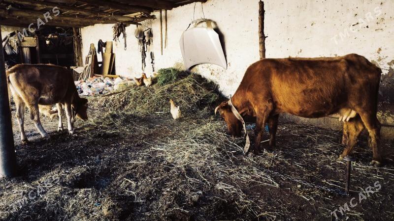 uly  sygyr - Мары - img 3