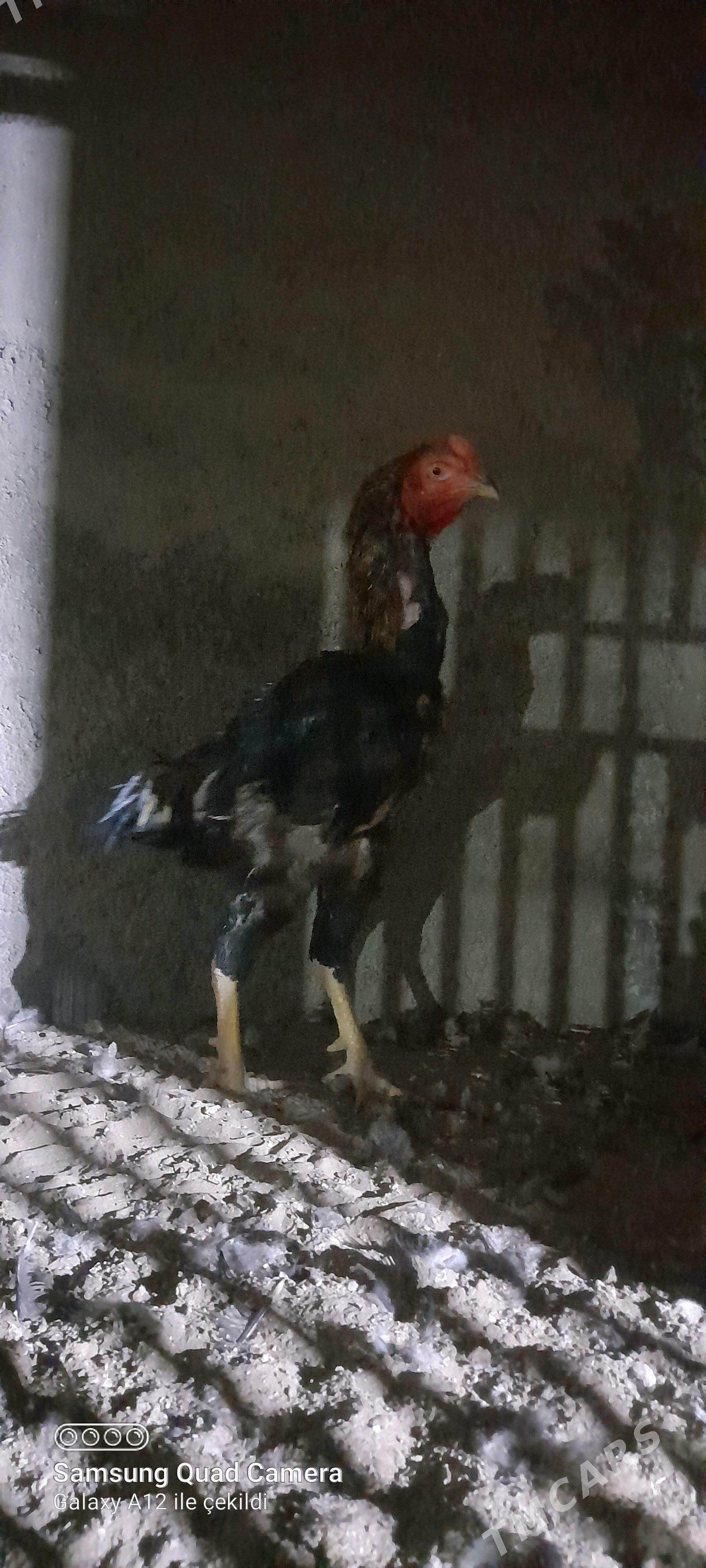 taşkent - Büzmeýin - img 4