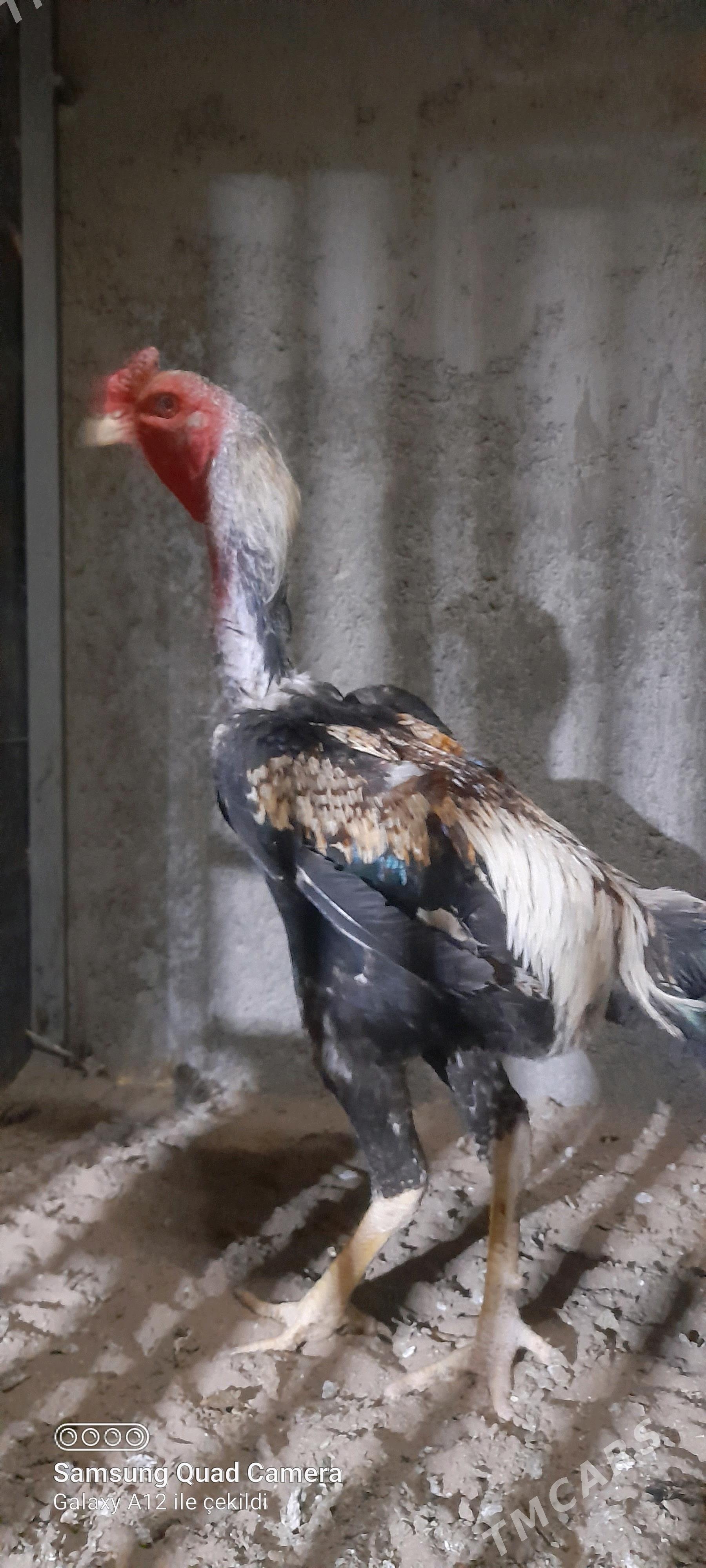 taşkent - Büzmeýin - img 1