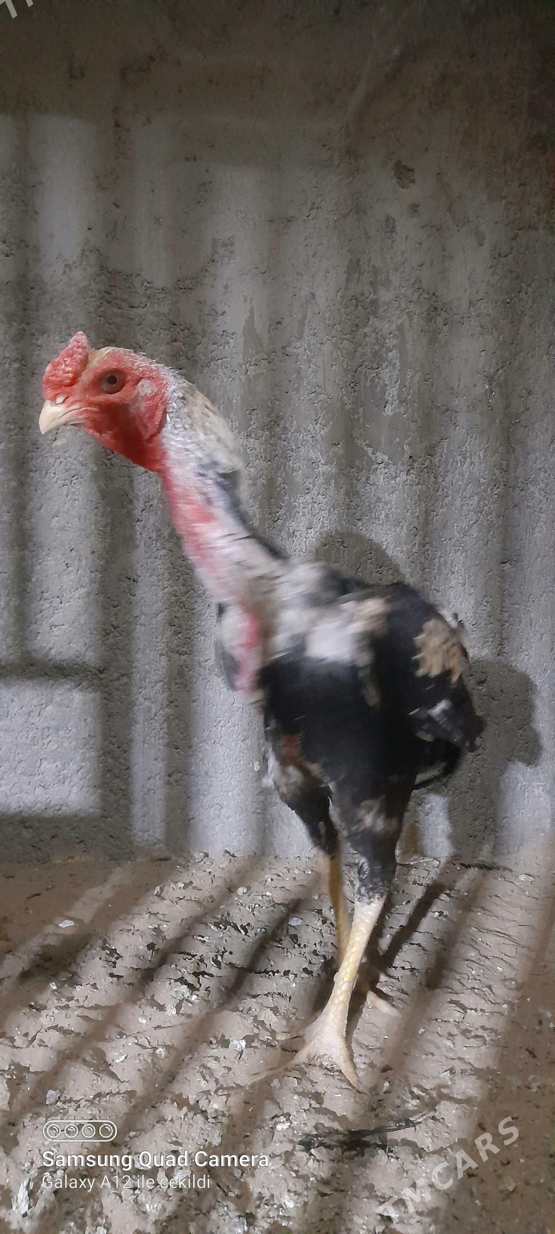 taşkent - Büzmeýin - img 2