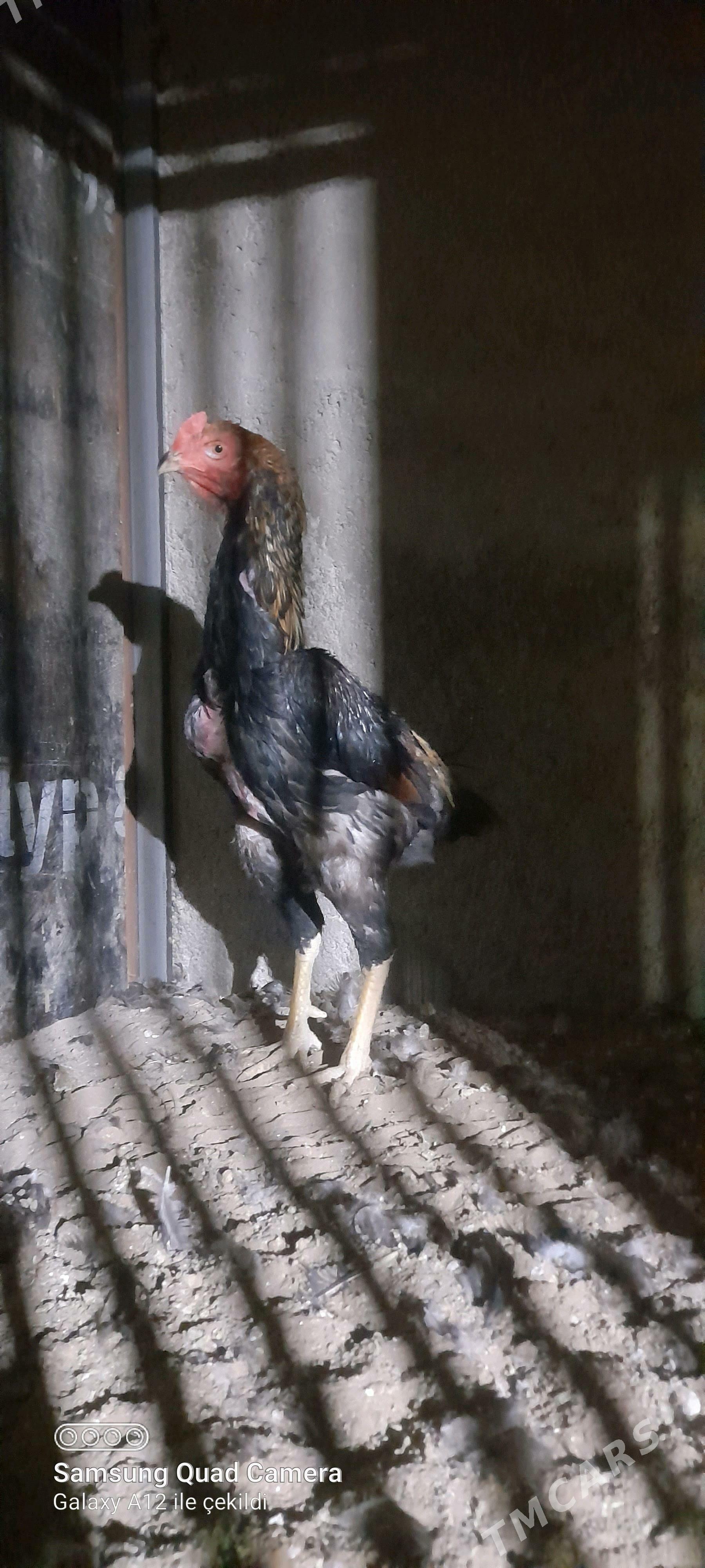 taşkent - Büzmeýin - img 3