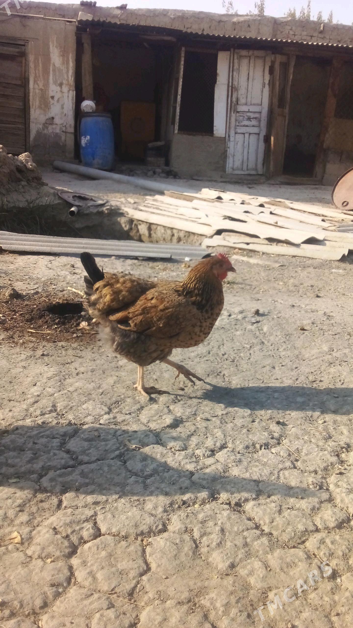 товук кучин - Bäherden - img 4