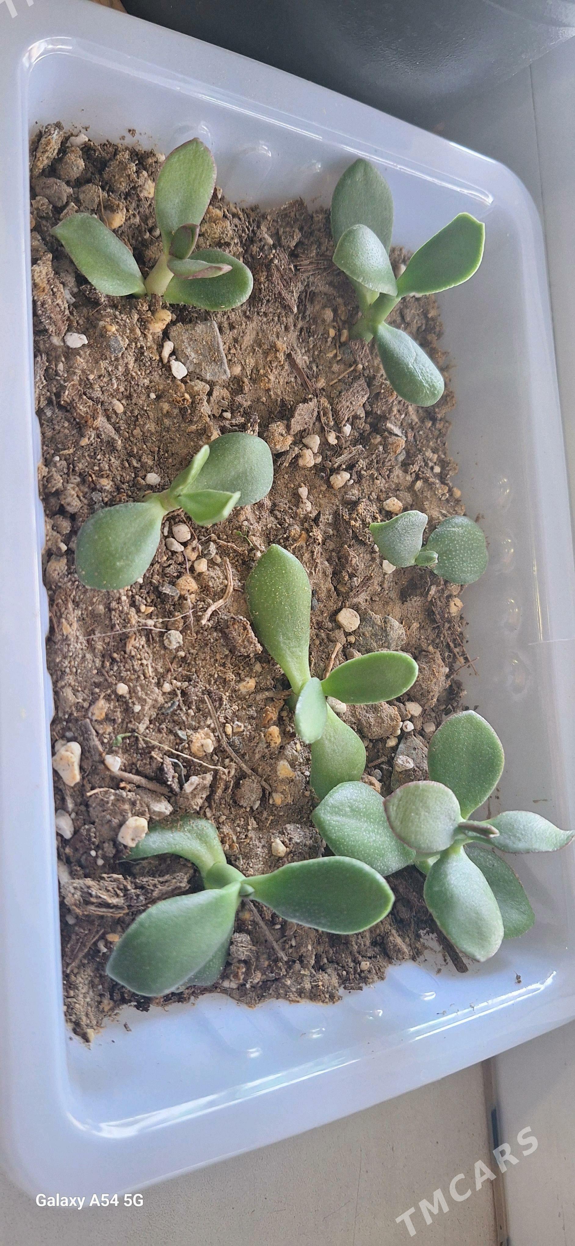 deniźni satlyk guller - Türkmenbaşy - img 2