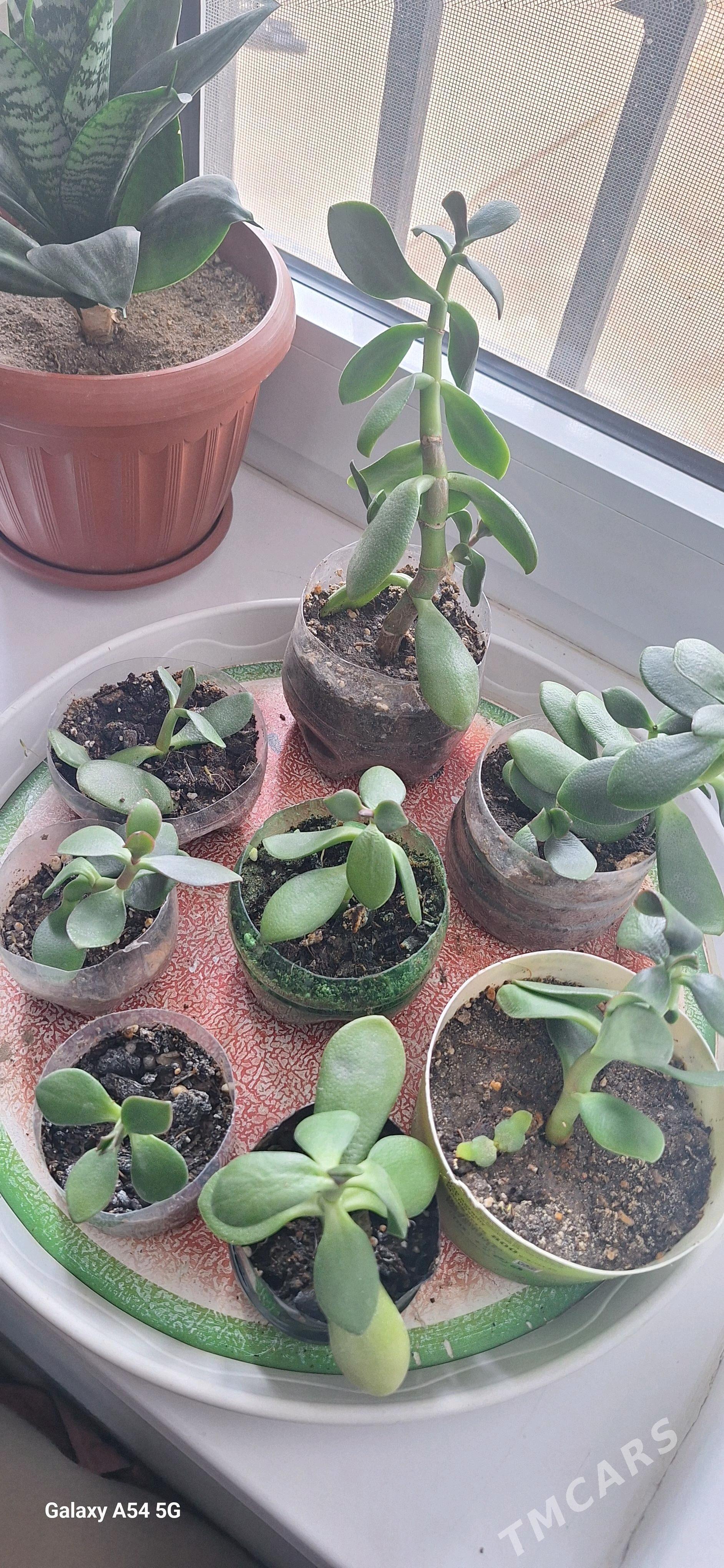 deniźni satlyk guller - Türkmenbaşy - img 1