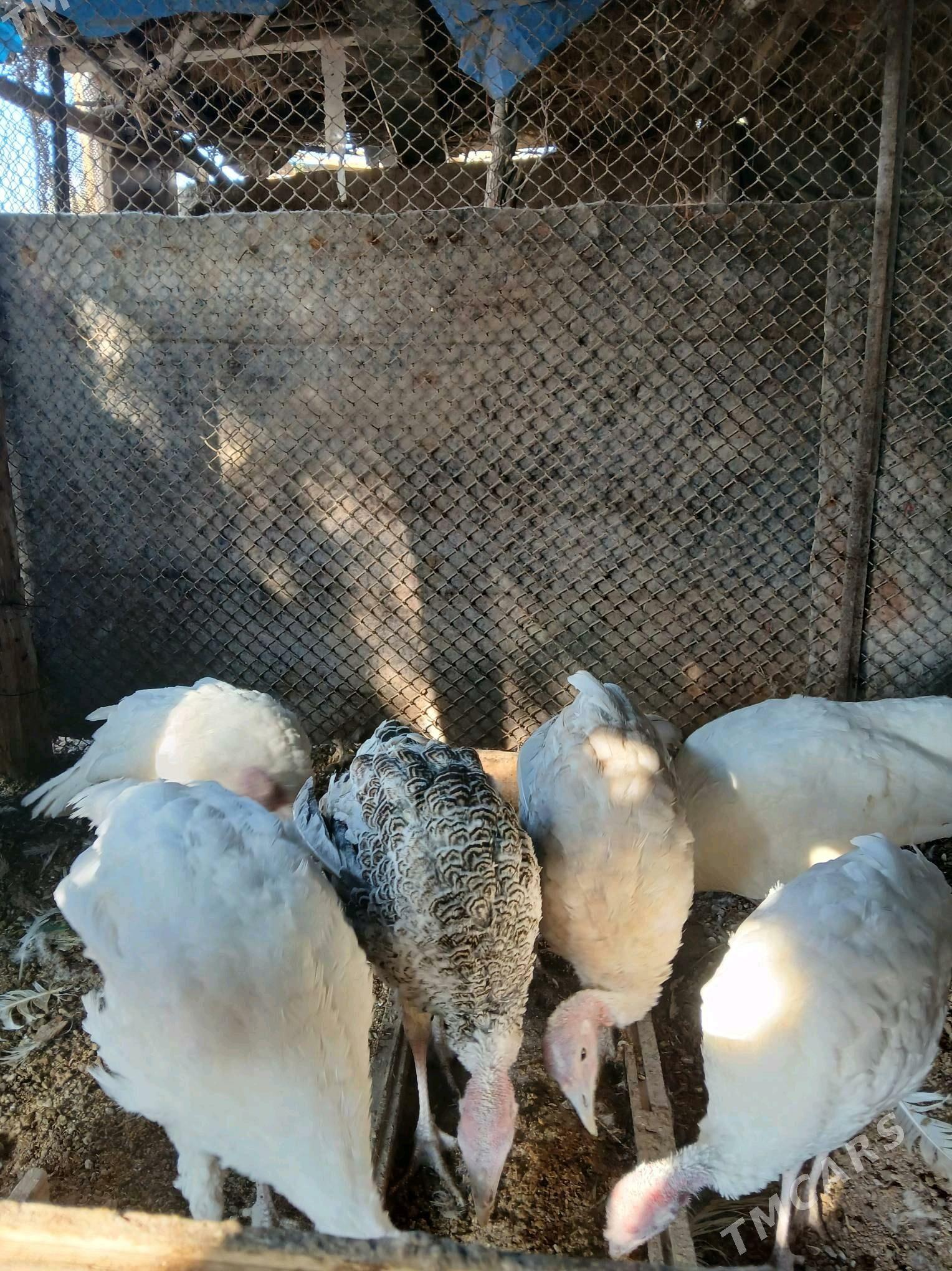 induk jujeli - Türkmenbaşy - img 3