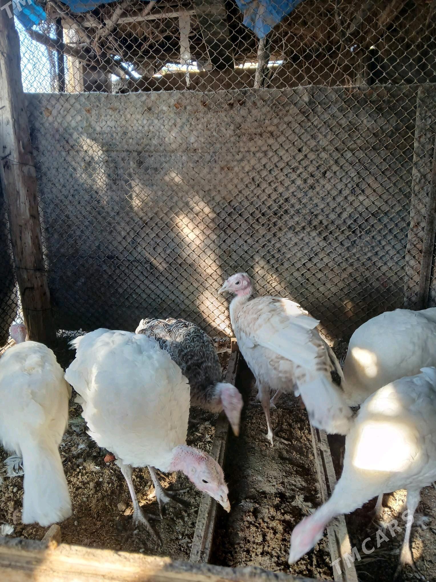 induk jujeli - Türkmenbaşy - img 4