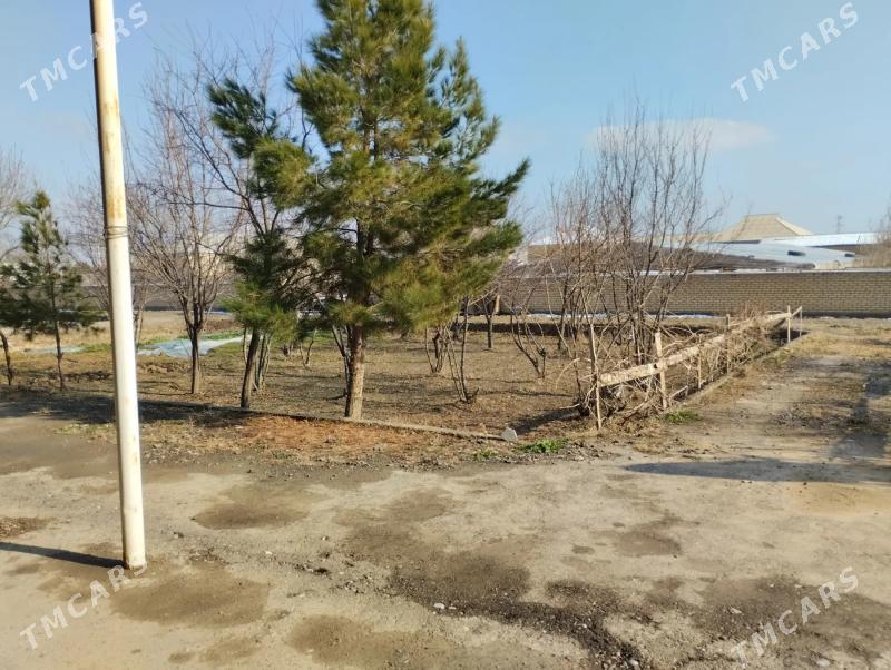 Satlyk jay - Мары - img 5