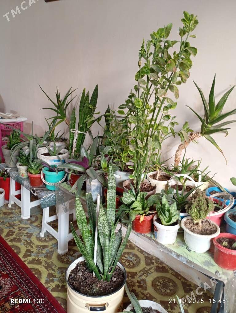 домашние цветы - Türkmenabat - img 2
