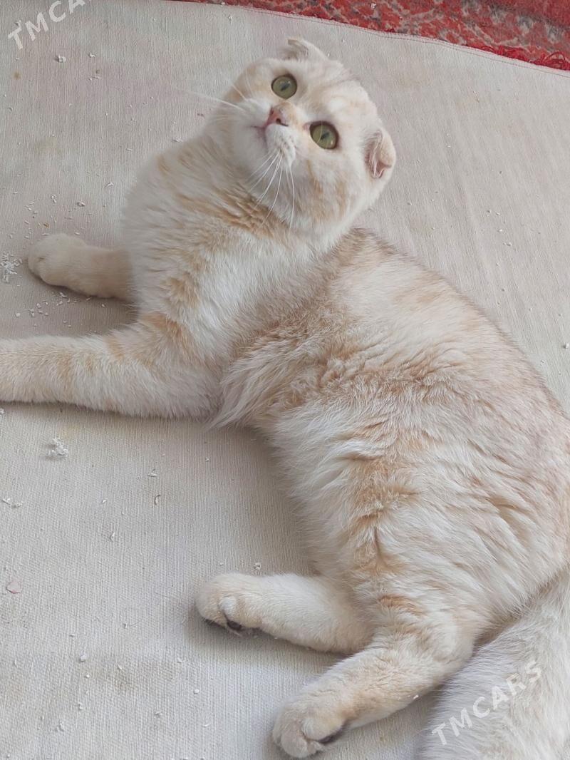 Для вязки - Aşgabat - img 2