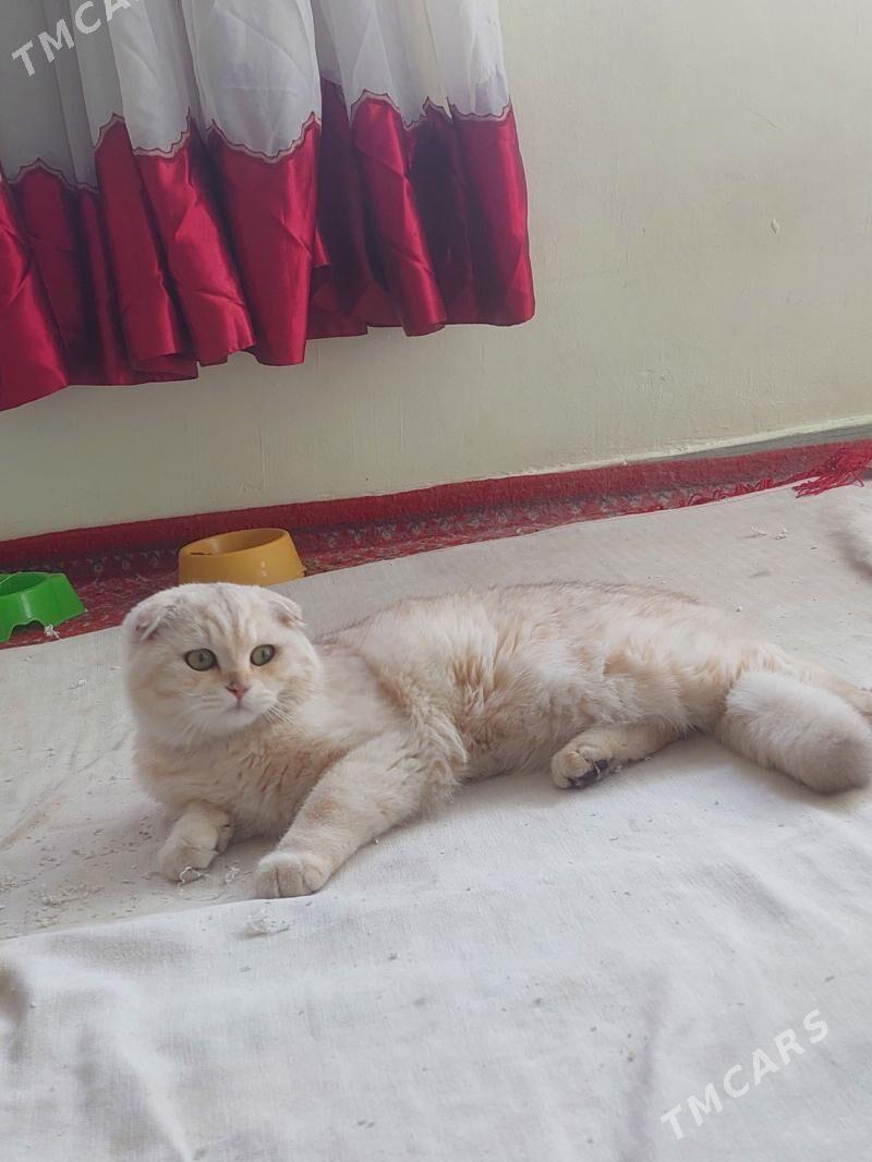 Для вязки - Aşgabat - img 4