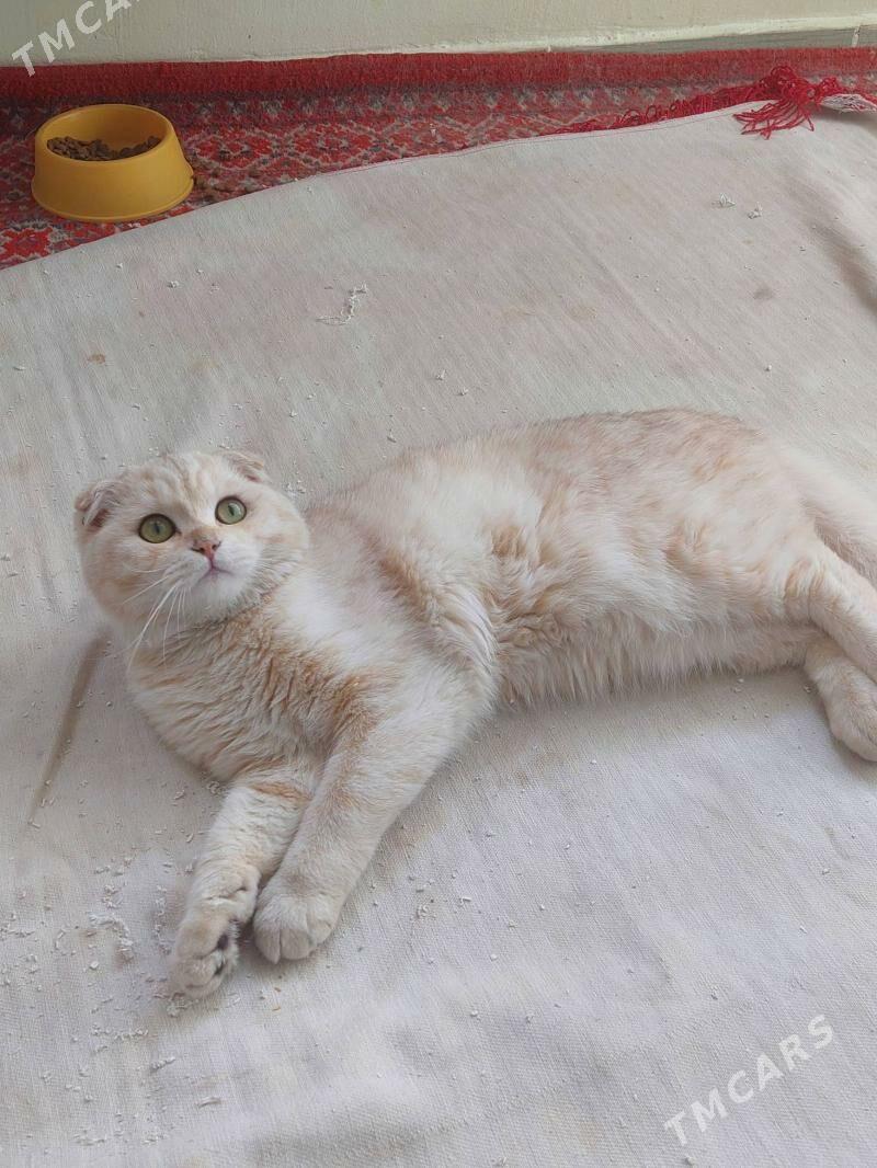 Для вязки - Aşgabat - img 3