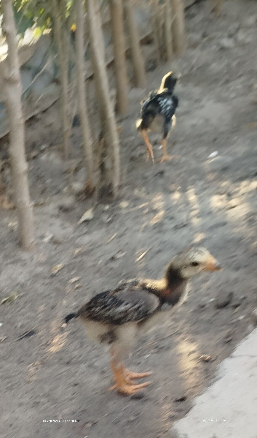 жерси авсролорп - Туркменабат - img 6