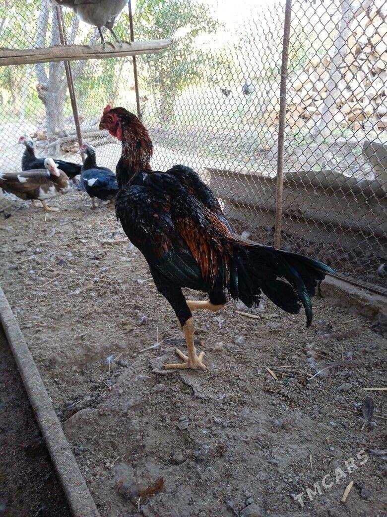 красавчик - Çärjew - img 5