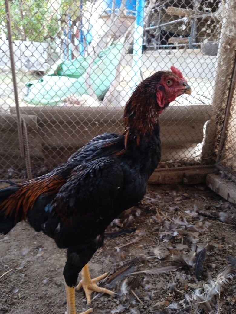 красавчик - Çärjew - img 3