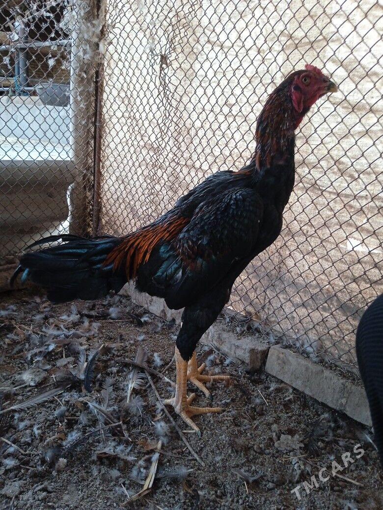 красавчик - Çärjew - img 2