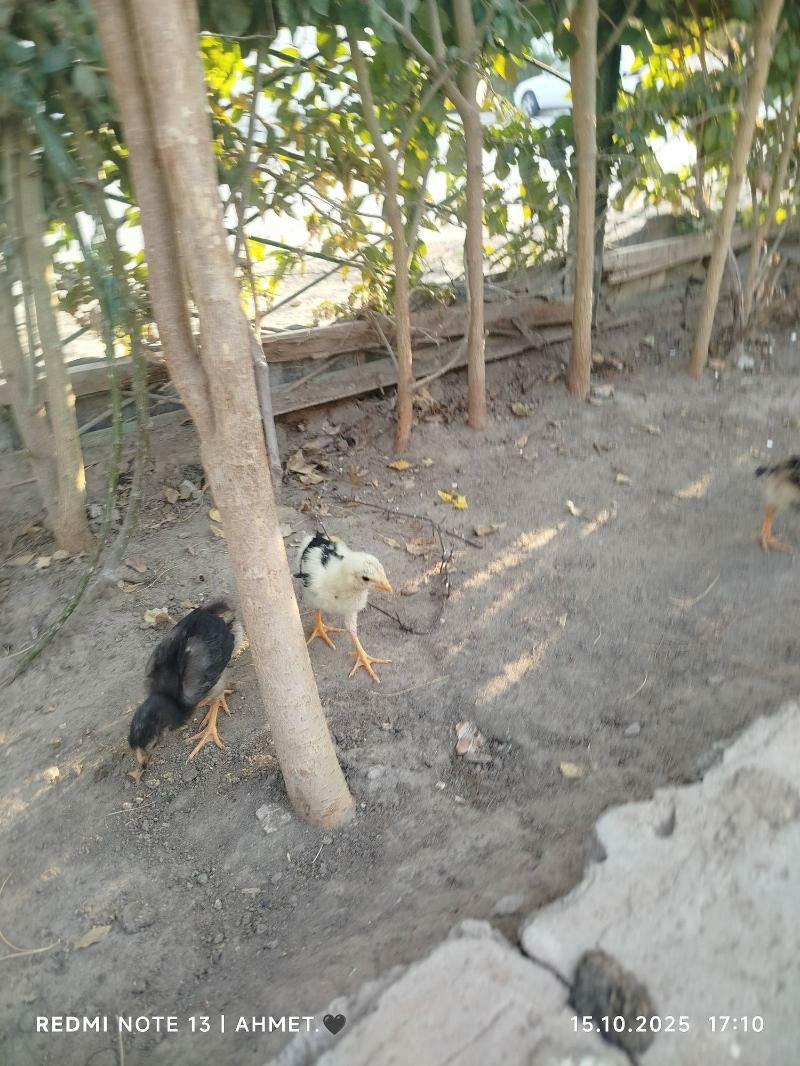 жерси авсролорп - Туркменабат - img 9