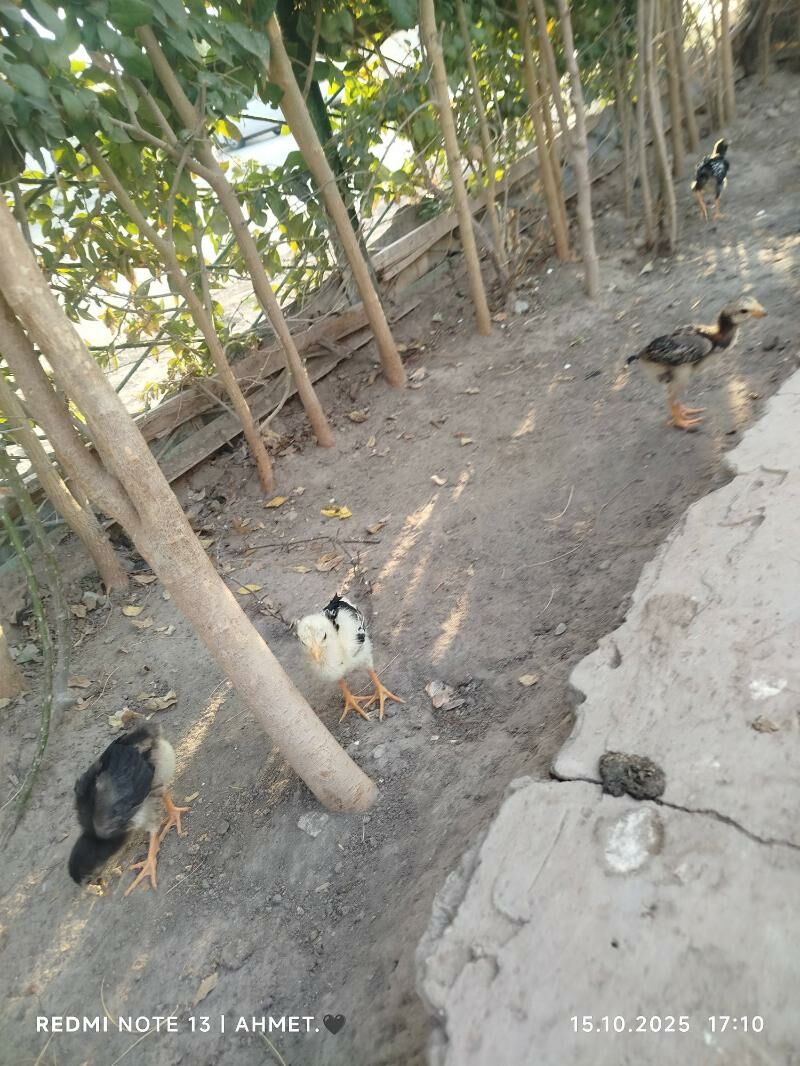 жерси авсролорп - Туркменабат - img 7