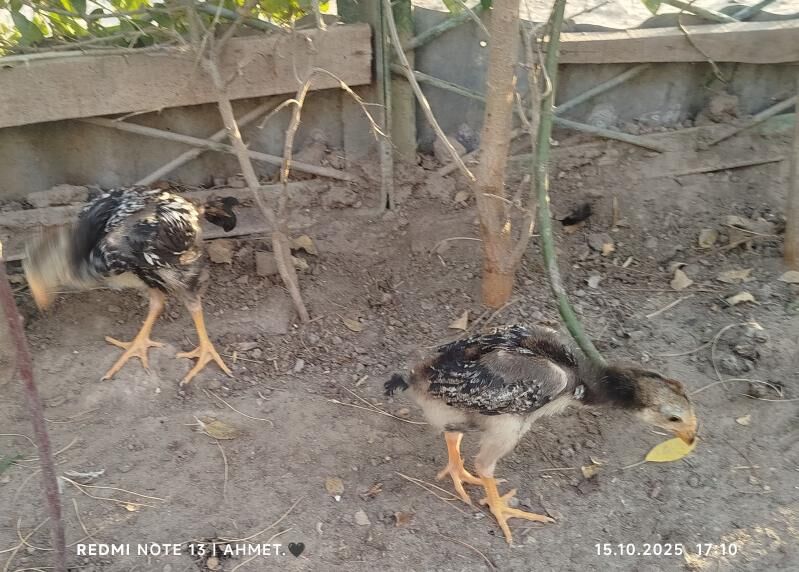 жерси авсролорп - Туркменабат - img 5