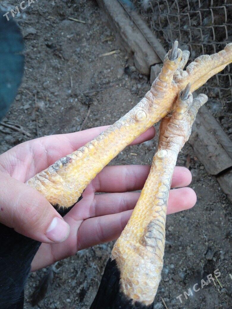 красавчик - Çärjew - img 4