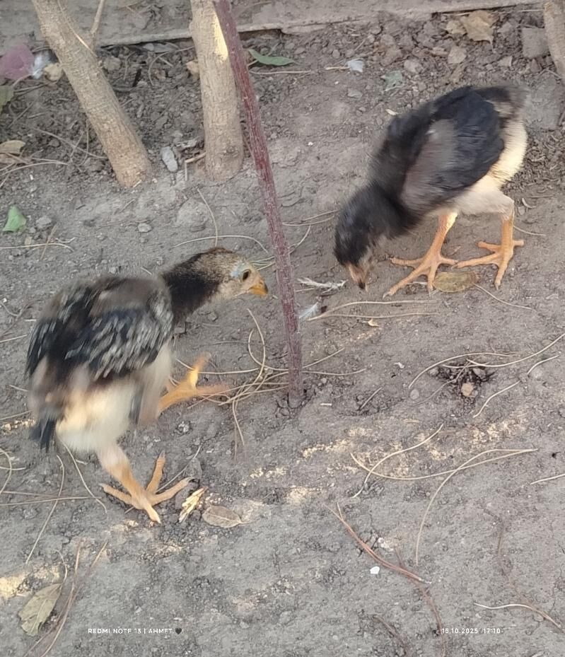 жерси авсролорп - Туркменабат - img 8